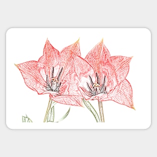 Tulipa linifolia  Flax-leaved tulip  Miscellaneous tulip Artistic filter applied to photo Sticker